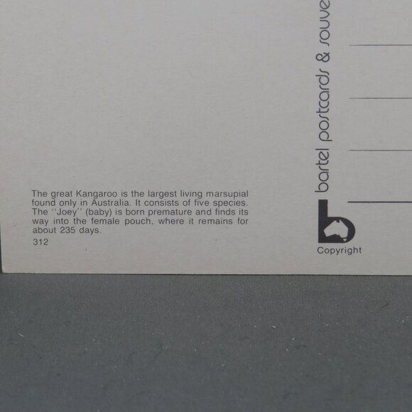 Vintage Postcard - Kangaroo and Joey - Bartel Postcards - Picture 3 of 4